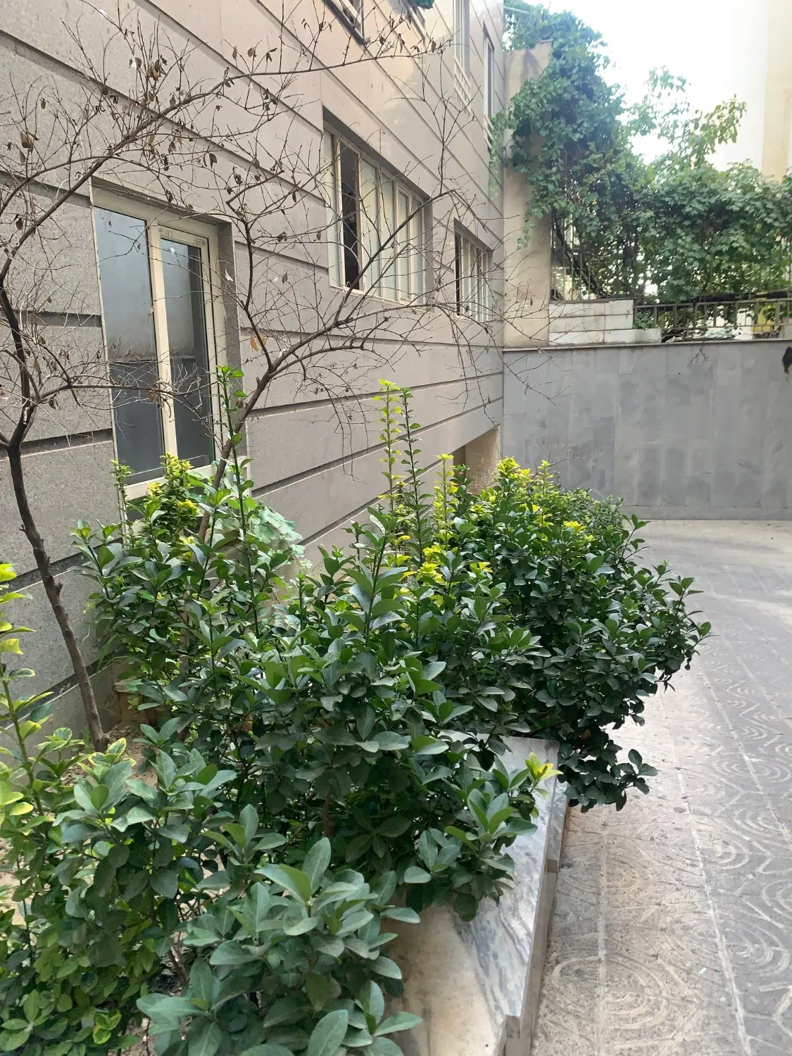 164 متری سیمرغ 9(121 متر قدرالسهم)